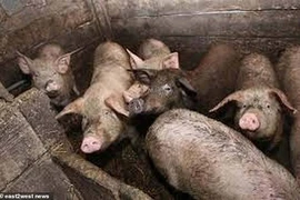 Kinh hoàng heo ‘ăn thịt người’ ở Nga