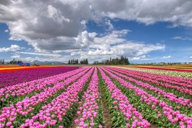 Chiêm ngưỡng cánh đồng hoa tulip đẹp nhất thế giới từ trên cao