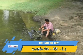 Video: Kỳ lạ rùa ngoi lên mặt nước chờ ăn