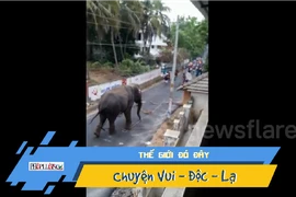 Video: Voi điên phá xích, đập phá nhà cửa