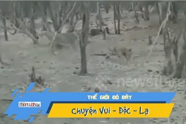 Video: Chó dũng mãnh đương đầu với sư tử hoang dã