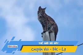 Video: Đội cứu hộ cúp điện, đưa xe giải cứu mèo leo cột điện