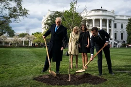Ông Macron sẽ gửi tặng ông Trump cây sồi mới thay cây đã chết
