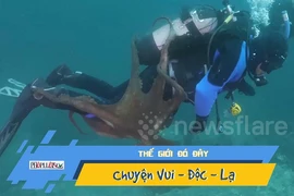 Video: Bạch tuộc khổng lồ điên cuồng bám theo thợ lặn