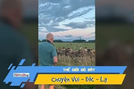 Video: Kỳ lạ bò ùn ùn kéo đến nghe thổi kèn