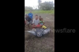 Video: Rùa khổng lồ bị người dân hành hạ, thay phiên nhau cưỡi