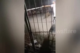 Hổ leo rào bỏ trốn khỏi rạp xiếc khi đang biểu diễn