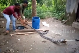 Hoảng hồn phát hiện rắn hổ mang 4,5m trong nhà vệ sinh