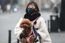 Con chó dương tính với COVID-19 đã được cách ly