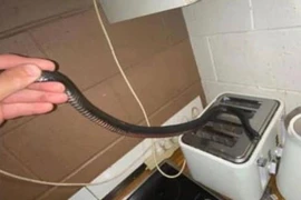 Đang làm bữa sáng thì phát hiện rắn độc cạnh máy nướng bánh mì