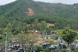 Đà Nẵng tính bỏ cây keo trồng cây gỗ lớn để ngăn sạt lở