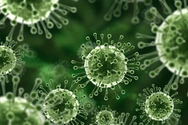 Đà Nẵng kích hoạt giám sát toàn diện trước nguy cơ virus Nipah