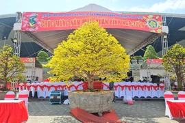 Những cội mai vàng quyến rũ nhất Đà Nẵng
