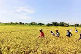 Nhà báo Cuba: Việt Nam giúp Cuba gieo trồng không chỉ hạt giống, mà cả niềm tin