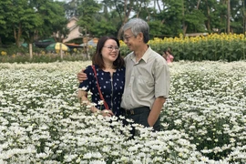 Vườn cúc họa mi trái mùa - điểm đến giải nhiệt mùa hè tại xứ Quảng 