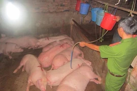 Hơn 100 con heo bị bơm nước, tiêm thuốc an thần