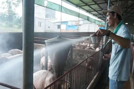 'Thủ phủ' heo Đồng Nai căng mình chống dịch tả heo Châu Phi