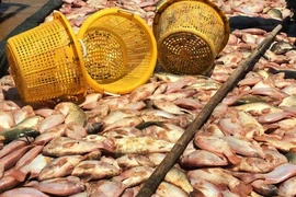 Gần 1.000 tấn cá bè đã chết trên sông La Ngà