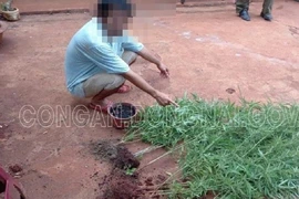Đồng Nai: Trồng cần sa để cho gia cầm ăn