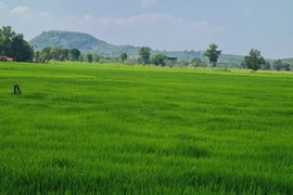 Đồng Nai sẽ chuyển đổi 677ha đất lúa làm 23 dự án