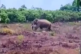 Đồng Nai: Voi rừng tấn công, một người dân bị thương nặng