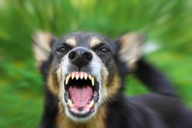 Một người đàn ông bị chó nhà bị bệnh dại cắn tử vong 