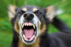 Một con chó bị bệnh dại lao vào cắn 5 người ở Đồng Nai