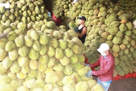 Thành lập Hiệp hội Sầu riêng tỉnh Đồng Nai