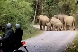 Đàn voi mẹ, voi con bất ngờ xuất hiện gần khu dân cư ở Đồng Nai