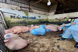 Phát hiện 89 con heo trong lò mổ dương tính với chất cấm
