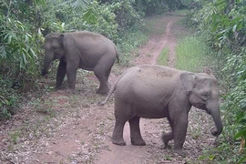 Nghiên cứu mở tour du lịch xem voi hoang dã ở Đồng Nai 
