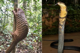 12 cá thể động vật hoang dã có tên trong sách đỏ được thả về rừng ở Đồng Nai 