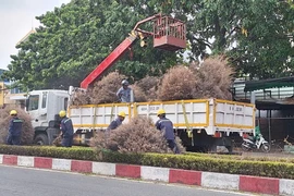 Trồng cây mới thay thế hàng cây Tùng Dương 'đẹp như mơ' khô héo 