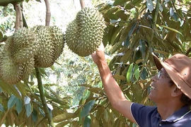 Thủ phủ sầu riêng ở Đắk Lắk vào vụ