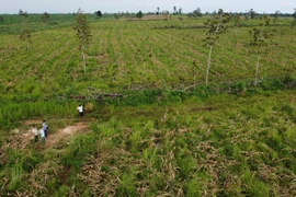 Làm rõ trách nhiệm của lãnh đạo 4 huyện để mất gần 31.000 ha rừng