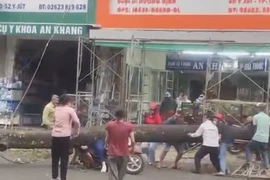 Hàng chục người nâng cây xanh bật gốc cứu người phụ nữ đi đường