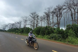 Hàng nghìn hecta rừng ở Đắk Nông bị tàn phá