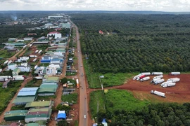 Nghi làm giả giấy ủy quyền để xuất khẩu sầu riêng chính ngạch