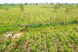 Đắk Lắk: Suy giảm hơn 2.300 ha rừng tự nhiên ở các dự án