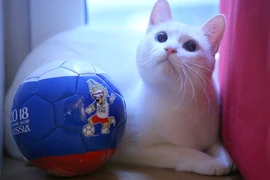 Nga trình làng mèo “tiên tri” Achilles ở World cup 2018