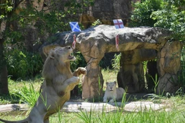 Sư tử tiên tri gây sốc ở trận Anh gặp Scotland