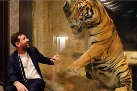 Messi đến thăm, “hổ xanh” lại... ảo tưởng 