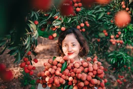 5 điểm check-in mùa vải chín Lục Ngạn, Bắc Giang