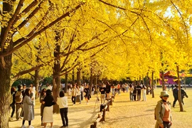 Tour Nhật, Hàn dịp cuối năm: Giá tăng nhẹ, khách vẫn đặt kín chỗ