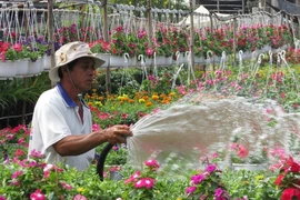 Về Sa Đéc ngắm ngàn sắc hoa
