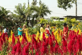 Ngắm muôn sắc hoa Sa Đéc làm nao lòng du khách