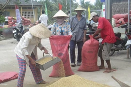 Cần Thơ:Lúa hè thu sắp thu hoạch, gạo còn tồn trên 359.000 tấn