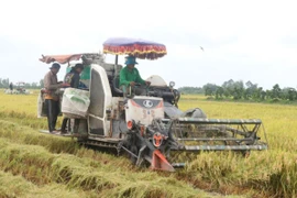 TP Cần Thơ công bố quy hoạch ngành nông nghiệp với 12 dự án ưu tiên đầu tư 