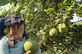 Chặt 40 cây bưởi da xanh do chính mình trồng nhưng vẫn phải... bồi thường