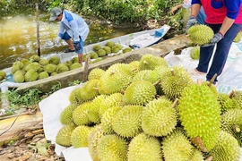 Mất cọc 250 triệu đồng mua sầu riêng vì đơn phương chấm dứt hợp đồng